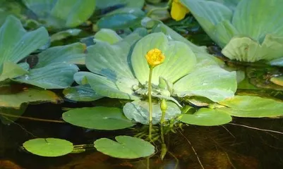 A Comprehensive List of Plants Suitable for Ponds (Creating a Beautiful Environment by Choosing Appropriate Vegetation)