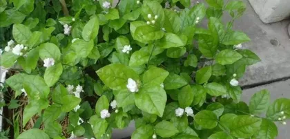 What are the benefits of using pepper water to water plants? (Exploring the promoting effect of pepper water on plant growth)