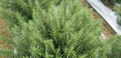 Exploring the Watering Time and Frequency for Rosemary (Master the correct watering method to make rosemary grow lush)