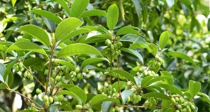 Unveiling (Are Osmanthus Fruits Toxic? Rumors vs. The Truth!)