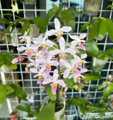 What should I do when the orchid blooms (Save the orchid to make it bloom again)