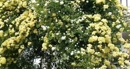沙质土壤花卉养护指南（掌握关键因素，打造沙质土壤的园林梦想）3