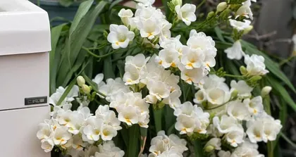 Freesia Planting and Care (Creating a Green Ocean in Your Garden) 3
