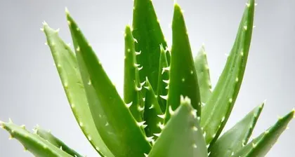 The Feng Shui Role of Aloe Vera in the Home (Placement Locations and Precautions)
