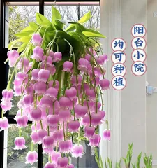 The Language of Flowers on the Theme of Family (Expressing Love and Gratitude for Family Through the Language of Flowers)
