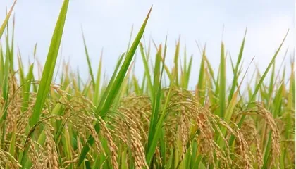 What plants are suitable for paddy soil? (Recommended high-quality crops to help farmers increase income and achieve prosperity)