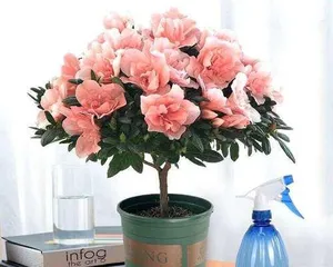 The Ideal Choice for Home Breeding—Flowers Suitable for Home Breeding (Choose the right flowers to make your home breeding even more wonderful)