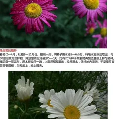 Revealing the Seed Plant Identity of Chrysanthemums (Exploring the Seed Structure and Reproductive Methods of Chrysanthemums)