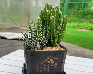 How to Choose Soil for Cacti (Cactus Planting Tips)