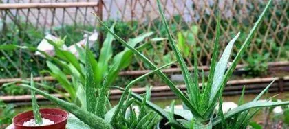 The Cultivation Methods and Precautions for Potted Aloe Vera (Creating a Healthy and Comfortable Aloe Vera Home)