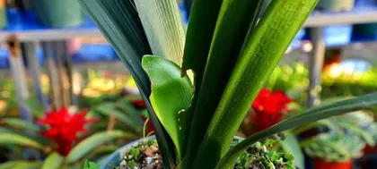 How to Treat Mealybugs on Cymbidium Orchids (15 Methods to Easily Solve Mealybug Problems on Cymbidium Orchids)