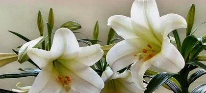 如何种植百合花?日常养护需要注意什么?3