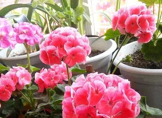 Flowers suitable for pregnancy (How to choose flowers suitable for pregnancy?)