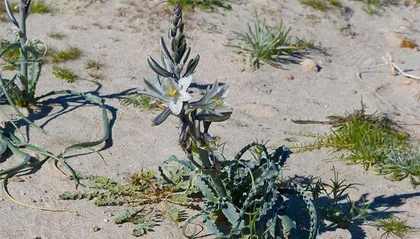 What kinds of plants are in the desert? What characteristics do they all have?
