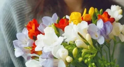 The blooming period and flowering time of freesia (Understanding the blooming period and flowering time of freesia helps you know it better)