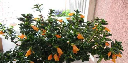 春夏花卉养护大全（打造绚丽花园，让生活更美好）2
