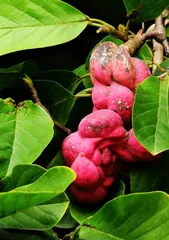 Nutritional and Edible Value of Magnolia Fruit (Exploring the Nutritional Components of Magnolia Fruit and How to Consume It)