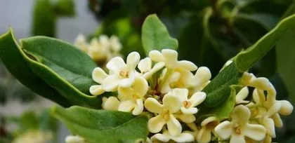 How to Water Scientifically—Keeping Your Osmanthus Evergreen and Beautiful (Master the art of watering to ensure your osmanthus grows healthily)
