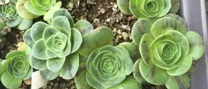Cultivation Methods and Precautions for Wine Glass Roses (Creating a Charming Container Plant, Starting with Wine Glass Roses)