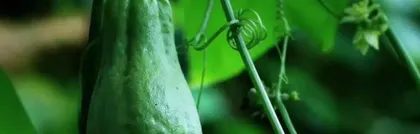 Is the zucchini an annual plant? (Unveiling the growth mystery of zucchini)