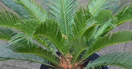 Winter Care Methods for Sago Palm (Help Your Sago Palm Safely Survive the Winter) 2