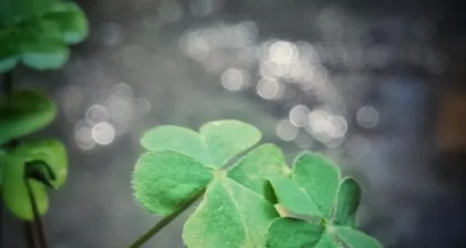 Explore the meaning of the clover in different cultures (Explore the meaning of the clover in different cultures)