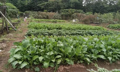 What vegetables are most suitable to grow in a vegetable garden in Guangzhou? What are the specific considerations?
