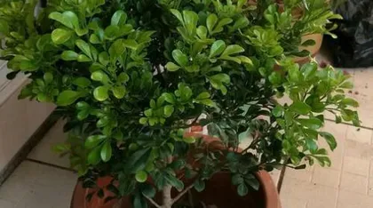 Causes and Treatment Methods for Wilted Leaves of Jasmine (Solving the Issue of Wilted Jasmine Leaves to Restore Healthy Growth)