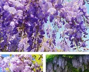Cultivation and Planting of Annual Climbing Flowers (From Seed Selection to Growing, Making It Easy for You to Create a Colorful Garden)