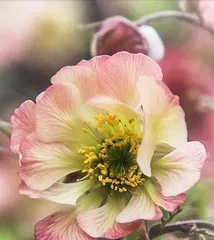 Encounter's Message: Flowers Themed Around Meeting