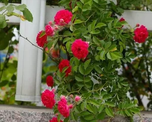 Winter-blooming flowers in the courtyard are great (discover different winter beauty, keep the courtyard from being lonely)