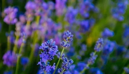 Symbolism of Plants in Love (Exploring 15 Plants Representing Love)