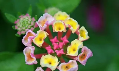 The reason for the winter leaf drop of the Five-Colored Flower (Exploring why the Five-Colored Flower loses its leaves in winter)