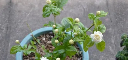 The Ultimate Guide to Growing虎头茉莉 (Jasmine Blooms, Fragrant Overflowing, Let You Own Your Own Little Garden World)