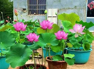 The growth environment and requirements of lotus, the harms brought by lotus, how to prevent lotus harm, choosing plants suitable for the family, and other plants that families are prohibited from keeping