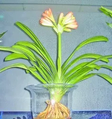 Hydroponic Flower Cultivation - An Innovative Planting Method (Exploring the Future Green Plant Ecosystem)