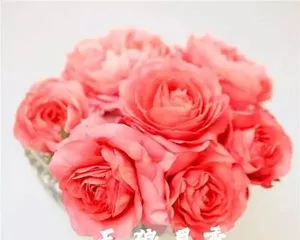 Advantages and Disadvantages of Maggiore Roses (Exploring the Suitable Conditions and Characteristics of Maggiore Roses)