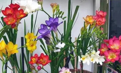 Discover the blooming time and flowering period of orchids (understand the growth environment and characteristics of orchids, master the correct planting techniques)