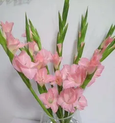 The Watering Methods of Orchids (Comprehensive Guide to Orchid Watering Techniques, Helping You Easily Create a Beautiful Garden)