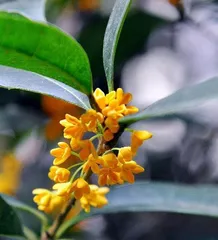 Unveiling (Understanding the source and components of osmanthus fragrance, recognizing its effects on the human body and precautions)