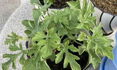 Container selection for potted watermelon (How to choose the right size of container to grow watermelon?)