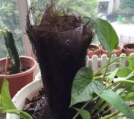 可乐和绿萝的奇妙结合!(一种新的植物养护方式——用可乐浇绿萝)2
