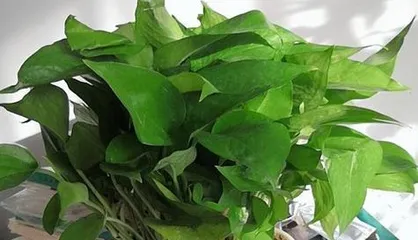 可乐和绿萝的奇妙结合!(一种新的植物养护方式——用可乐浇绿萝)3