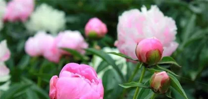 An Detailed Explanation of the Entire Process of Peony Blooming (Exploring the Appearance and Characteristics of Peony Blooming)