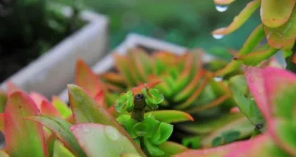 草木灰的多肉养护之路（草木灰的使用方法及注意事项）2