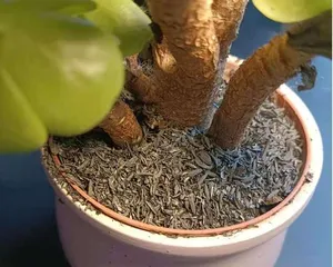 草木灰的多肉养护之路（草木灰的使用方法及注意事项）3