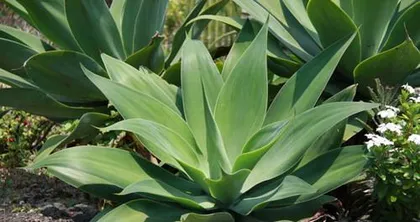 How to properly propagate the agave? What are the precautions?