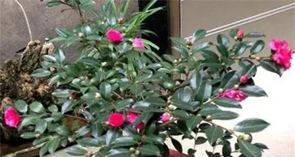 How long is the flowering period of cherry blossoms? (Season, characteristics, and significance of the cherry blossom season)