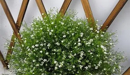 Can starlight plants get sun exposure? (Exploring the sun light needs of plants)