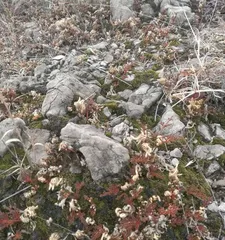 Unyielding Strength — Exploring the World's Most Resilient Plants (From Deserts to the Deep Sea, These Plants Reveal the Power of Life)